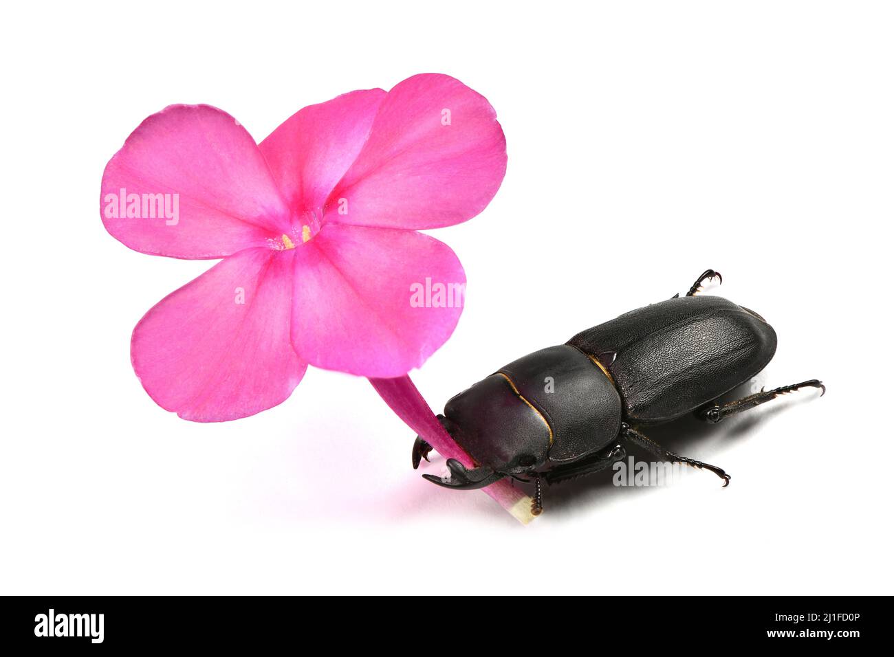 Maschio piccolo scarafaggio, Dorcus parallelipipedus tenere viola fiore di flox in mandibola su sfondo bianco. Foto ad alta risoluzione. Profondità di campo completa. Foto Stock