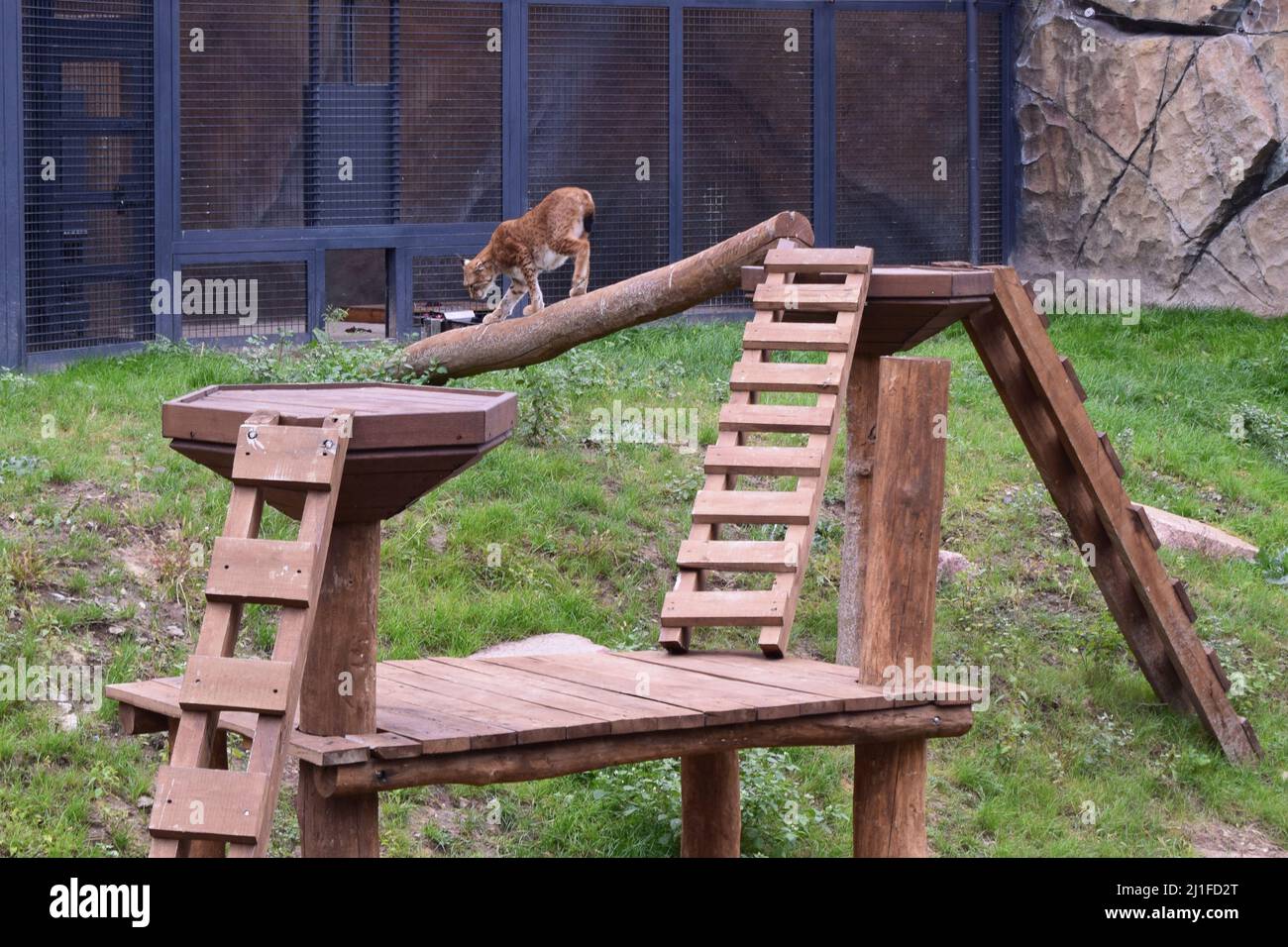 Gatto selvatico predatore pericoloso. Lynx in uno zoo. Foto Stock