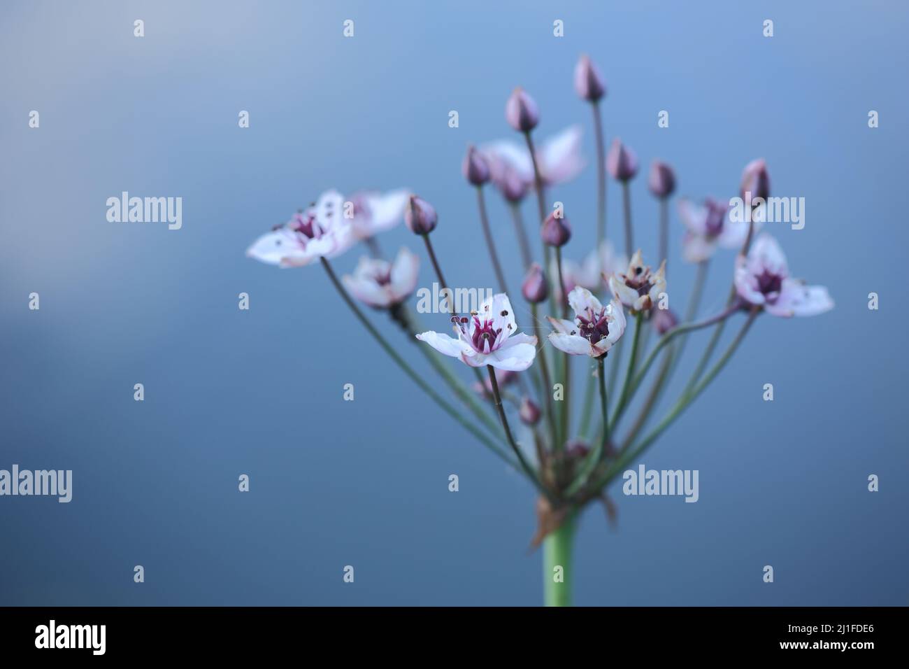 Fiore di cigno (Butomus umbellatus) a Rothsee nel Rhoen, Baviera, Germania Foto Stock