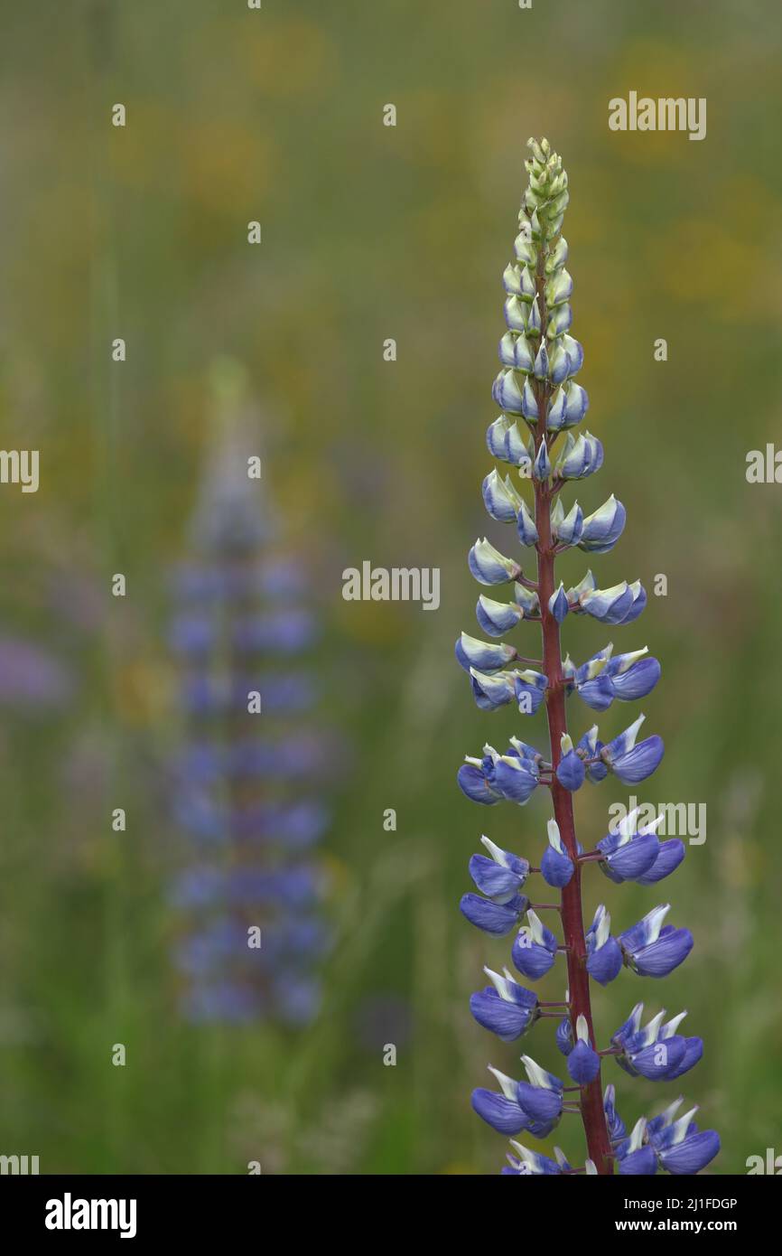 Lupin (Lupinus polyphyllus), bianco porpora, nella Lange Rhoen, Baviera, Germania Foto Stock