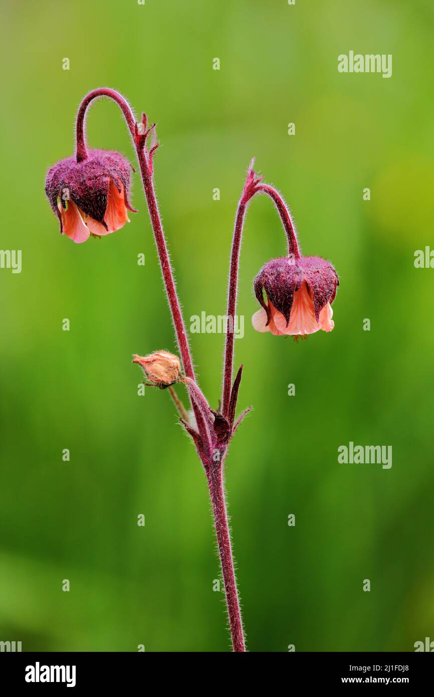 Brook avens (Geum rivale) nel Langen Rhoen, Baviera, Germania Foto Stock