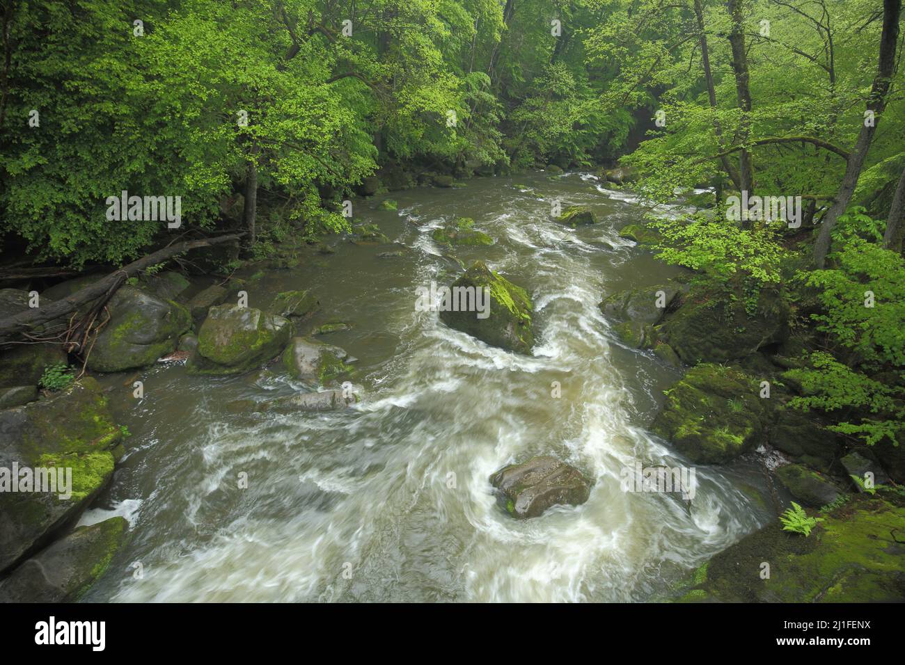 Cascate di Irreler nel sud Eifel, Renania-Palatinato, Germania Foto Stock