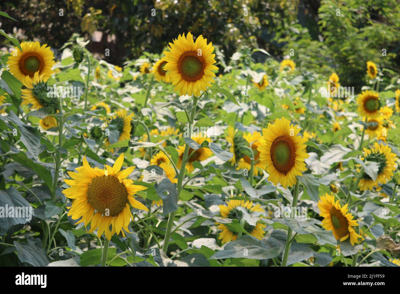 Girasole Foto Stock