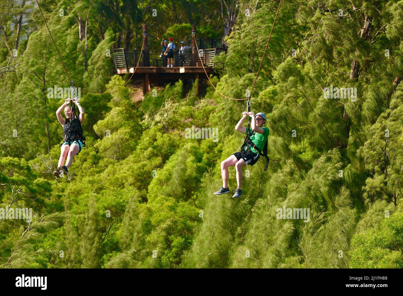 I partecipanti del tour scivolano lungo la zipline da una piattaforma di legno sopraelevata su alberi tropicali della giungla, Arrampicata Keana Farms, North Shore, Kahuku, HI, USA Foto Stock