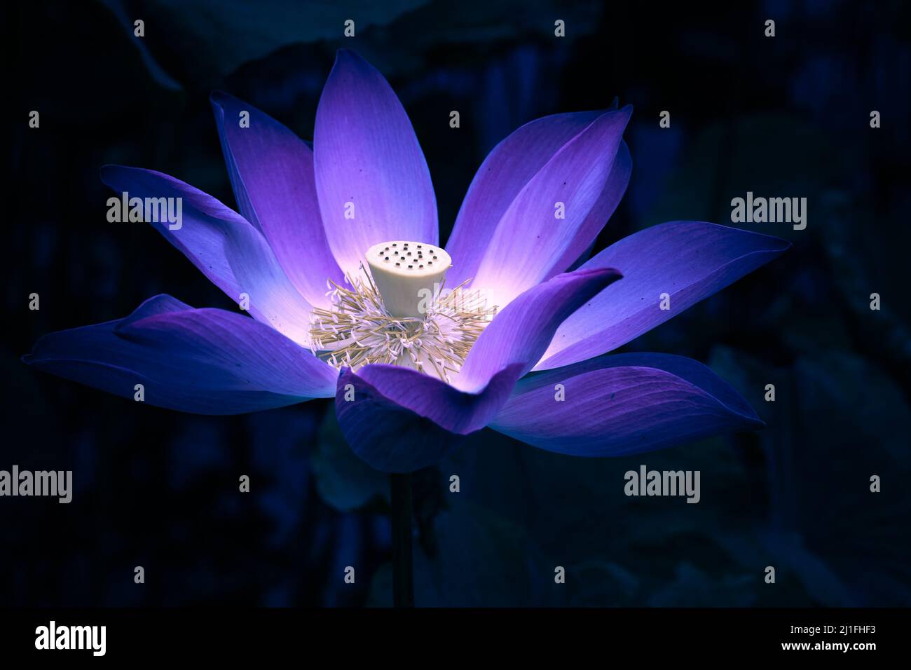 Fiore di loto che brilla su sfondo scuro. Foto da primo piano con messa a fuoco selettiva morbida ed effetto filtro tonale Foto Stock
