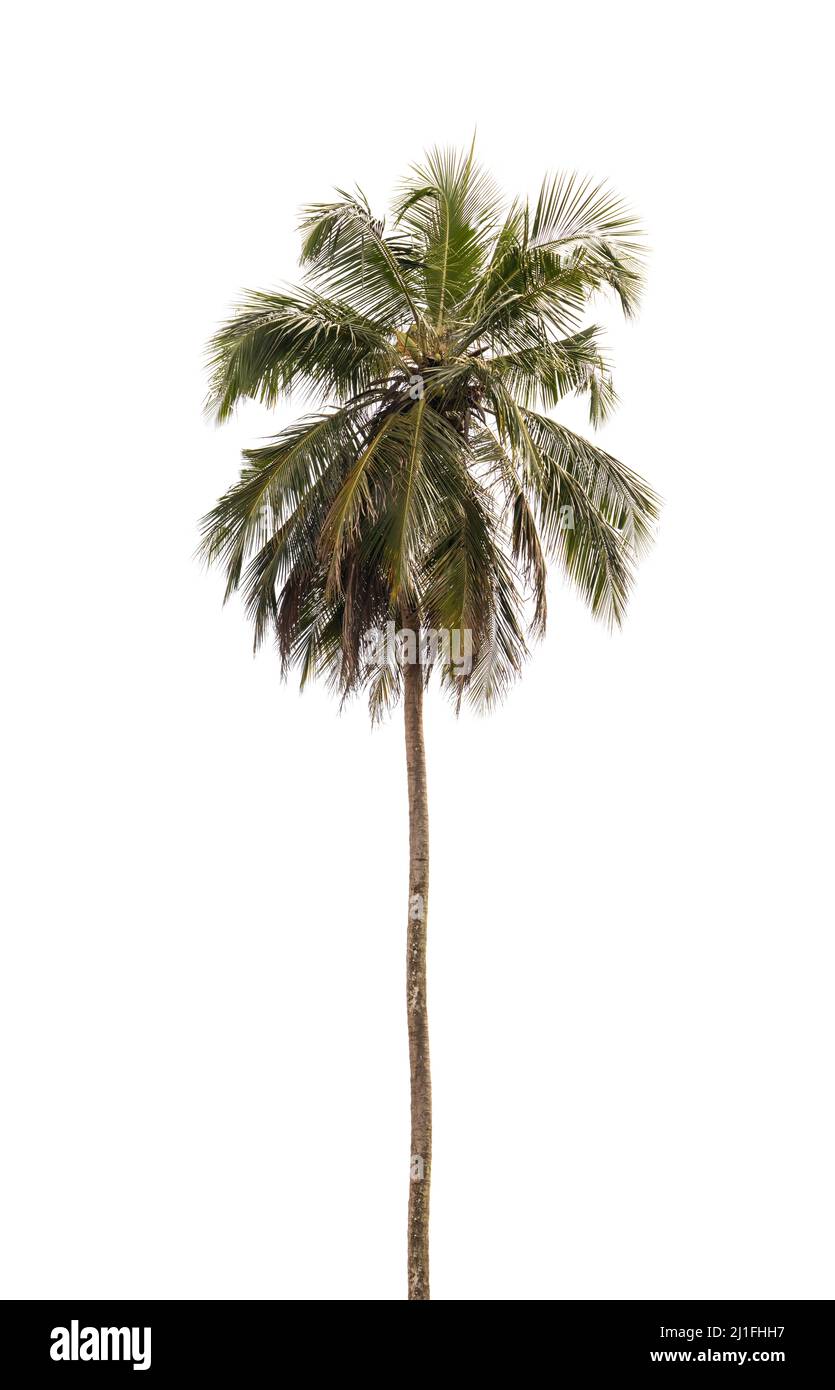 Alto palma di cocco isolato su sfondo bianco Foto Stock