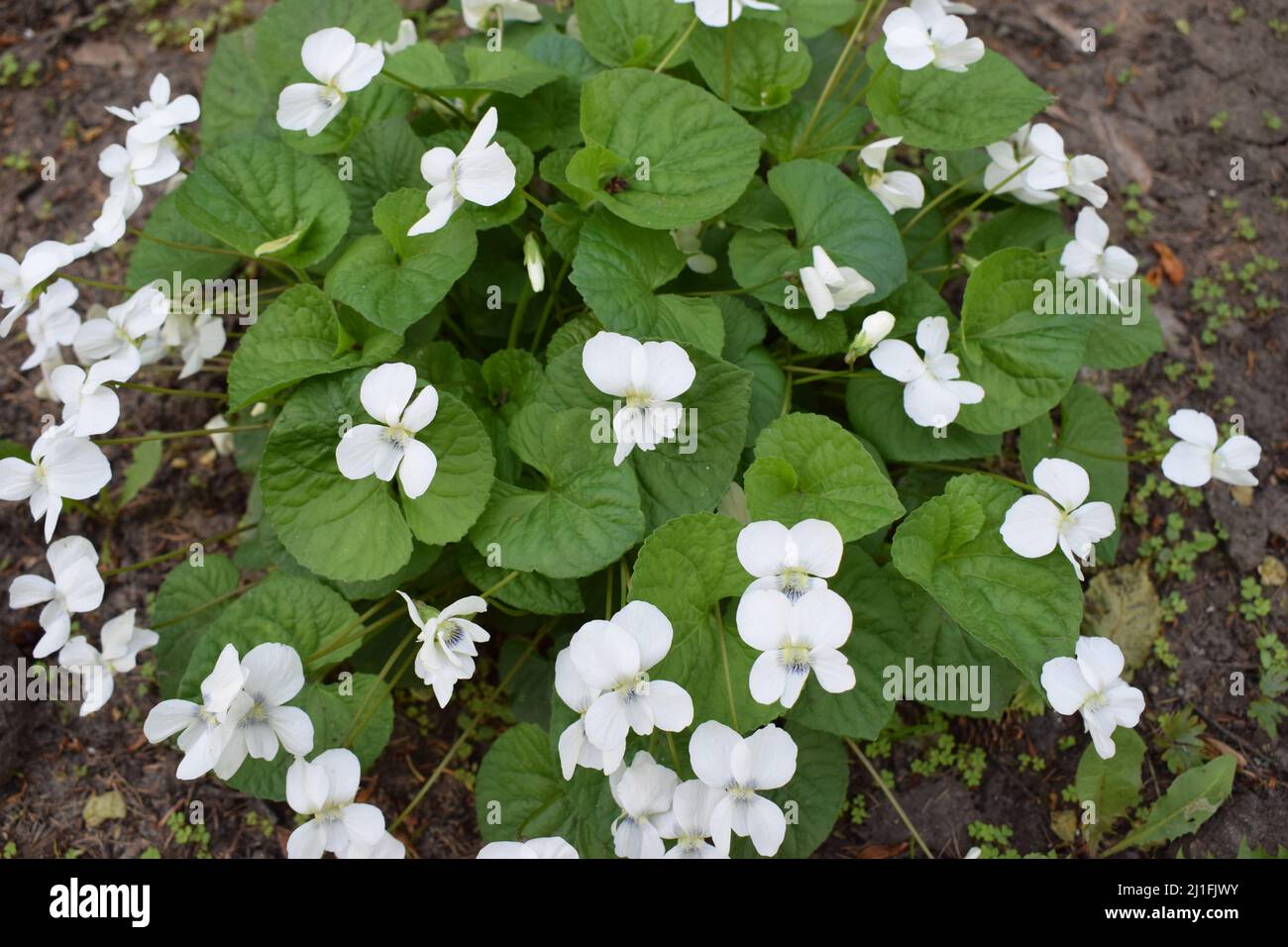 Viola canadensis bianco fresco su sfondo verde foglie. Viola bianca in tempo di sole, immagine ravvicinata con un fiore. Bella viola fiori backgroun Foto Stock