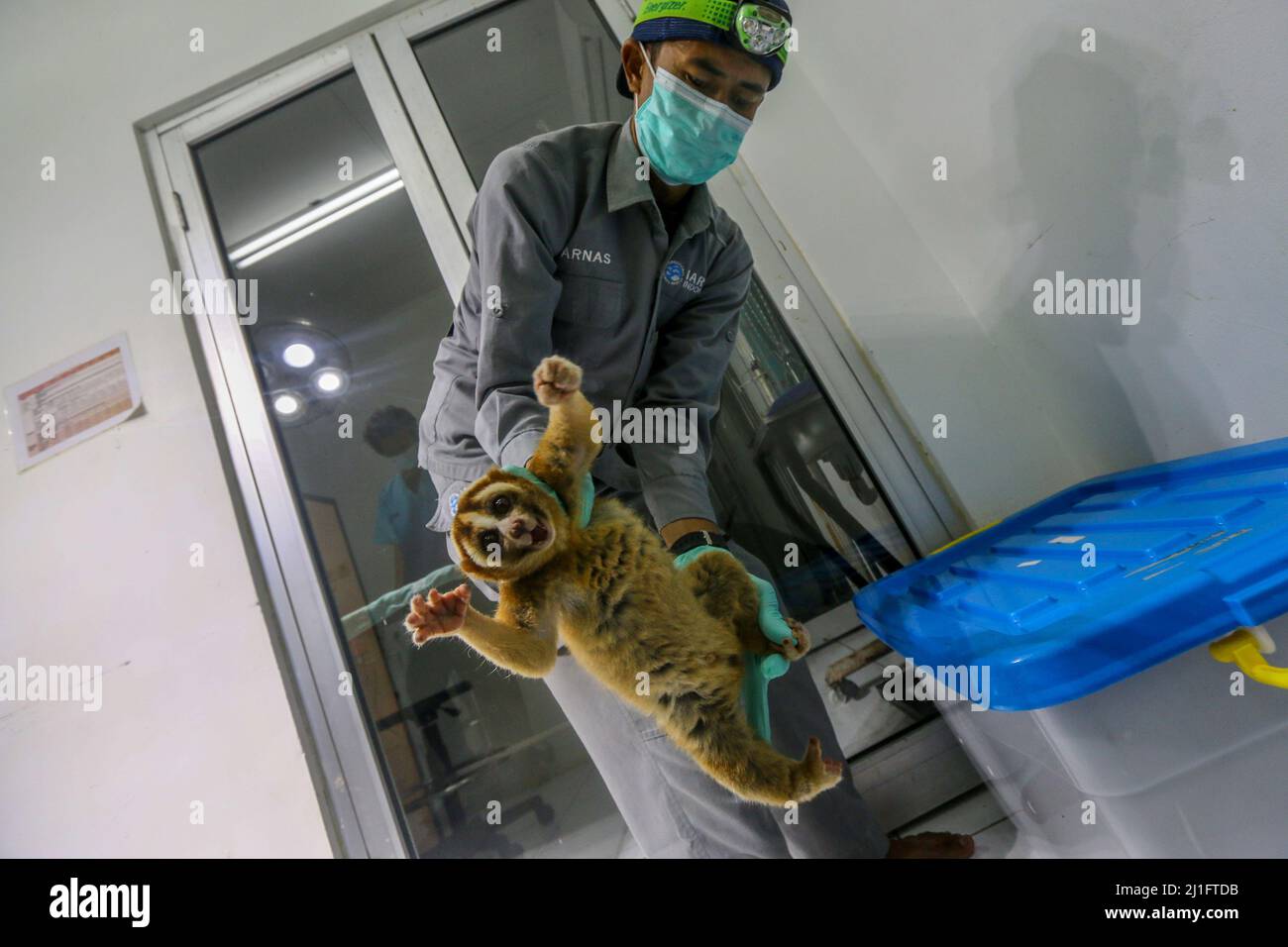 Un Javan Slow loris (Nycticebus javanicus) nel Centro Internazionale di Riabilitazione per il salvataggio degli Animali di Bogor, Giava Occidentale, Indonesia, il 24 marzo 2022. Natural Resources Conservation Center (BBKSDA) West Java e International Animal Rescue (IAR) saranno rilasciati 10 Javan Slow loris in una riserva naturale del Monte Simpang. (Foto di Andi M Ridwan/INA Photo Agency/Sipa USA) Foto Stock