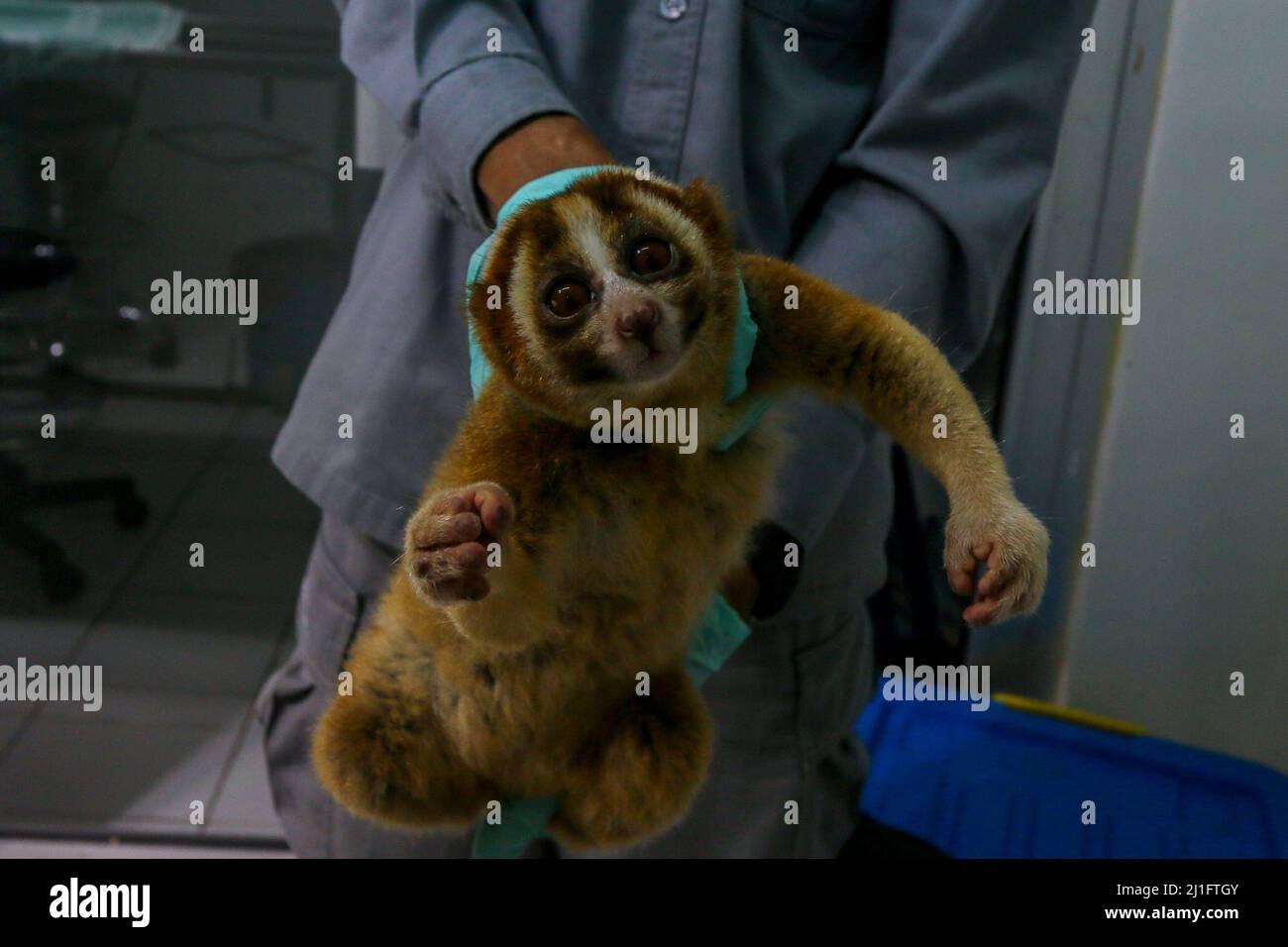 Un Javan Slow loris (Nycticebus javanicus) nel Centro Internazionale di Riabilitazione per il salvataggio degli Animali di Bogor, Giava Occidentale, Indonesia, il 24 marzo 2022. Natural Resources Conservation Center (BBKSDA) West Java e International Animal Rescue (IAR) saranno rilasciati 10 Javan Slow loris in una riserva naturale del Monte Simpang. (Foto di Andi M Ridwan/INA Photo Agency/Sipa USA) Foto Stock