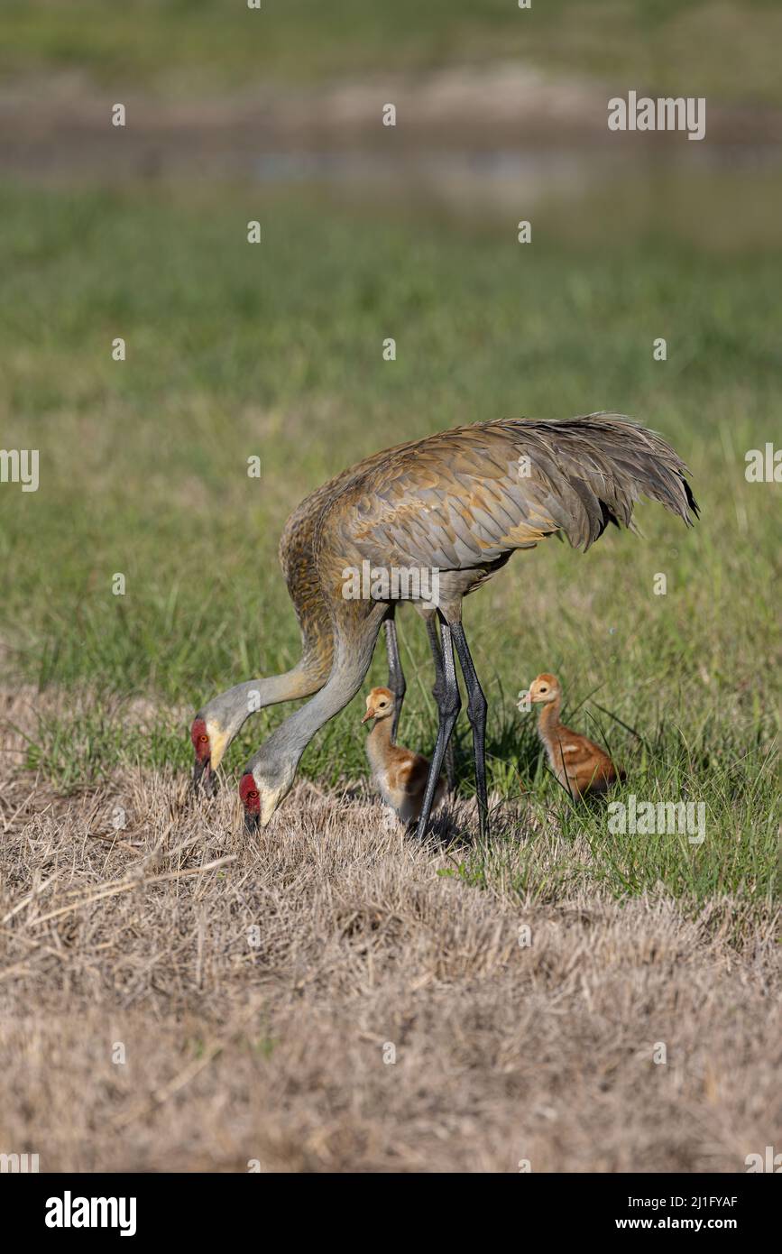 Sandhill Crane Foto Stock