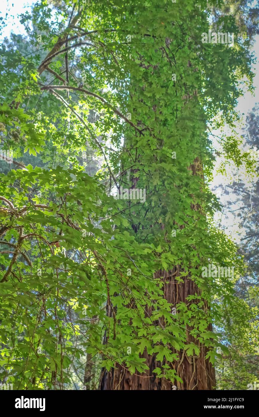 Una splendida vista su un alto albero di sequoie coperto di viti in una giornata di sole alla Armstrong Redwoods state Natural Reserve, California, Stati Uniti Foto Stock