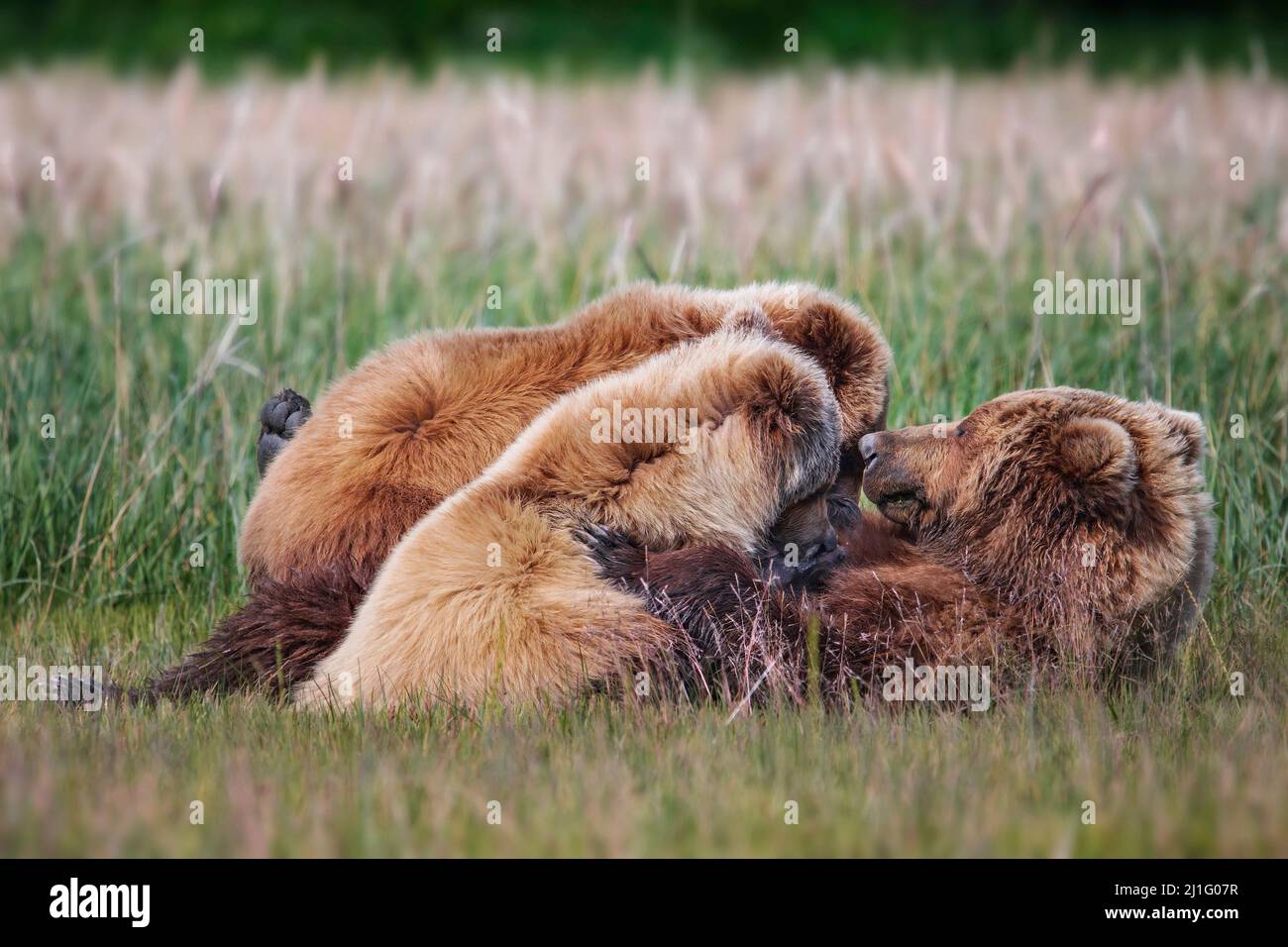 Madre orso allattando cute cuccioli del bambino in Alaskan prato vicino il lago Clark Foto Stock