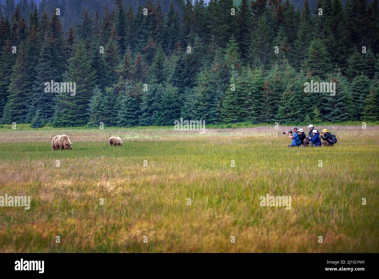 Fotografare gli orsi nella natura selvaggia dell'Alaska Foto Stock