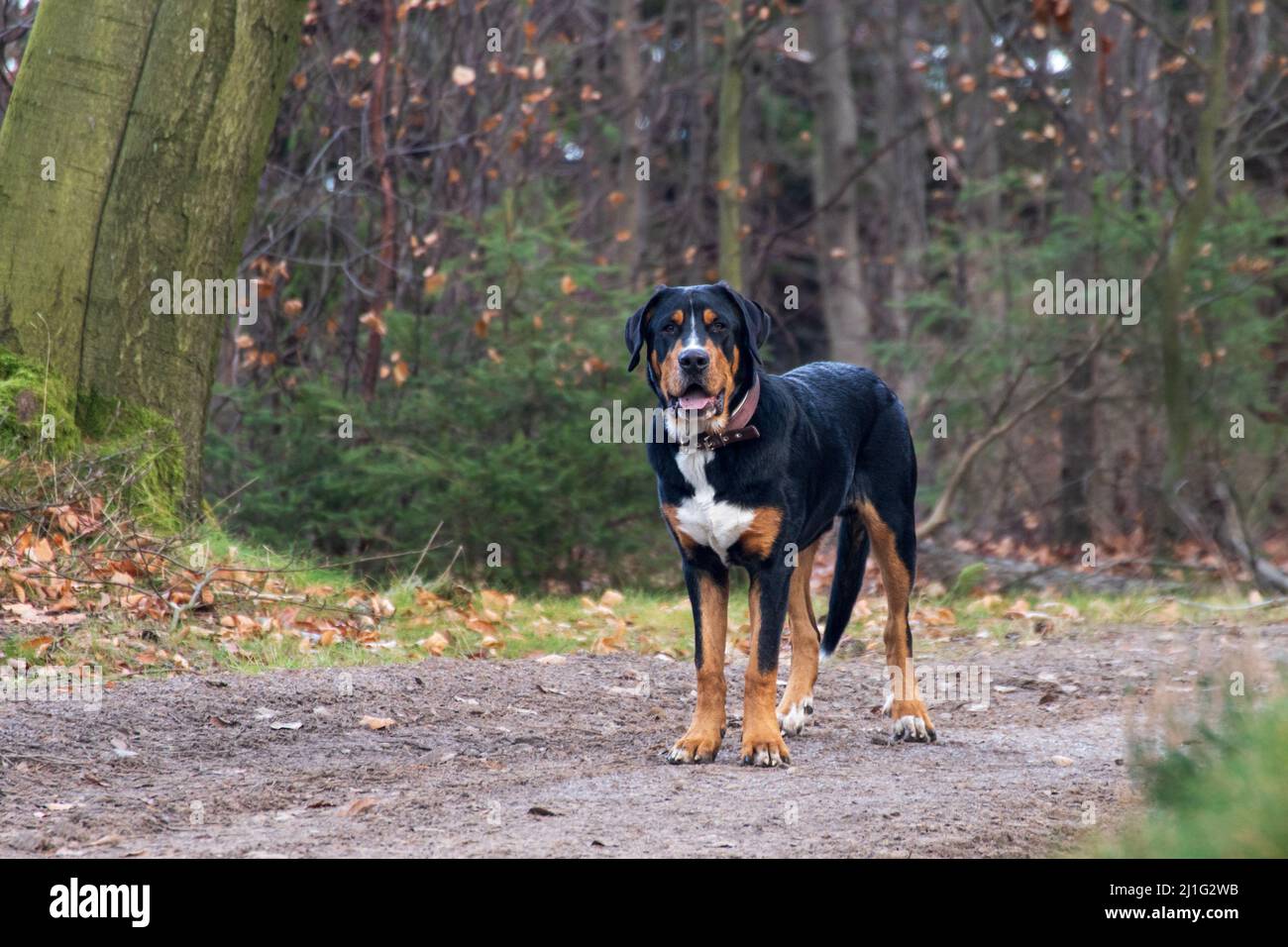 Ritratto a corpo intero di Bernese Mountain Dog in piedi nella foresta guardando la macchina fotografica Foto Stock