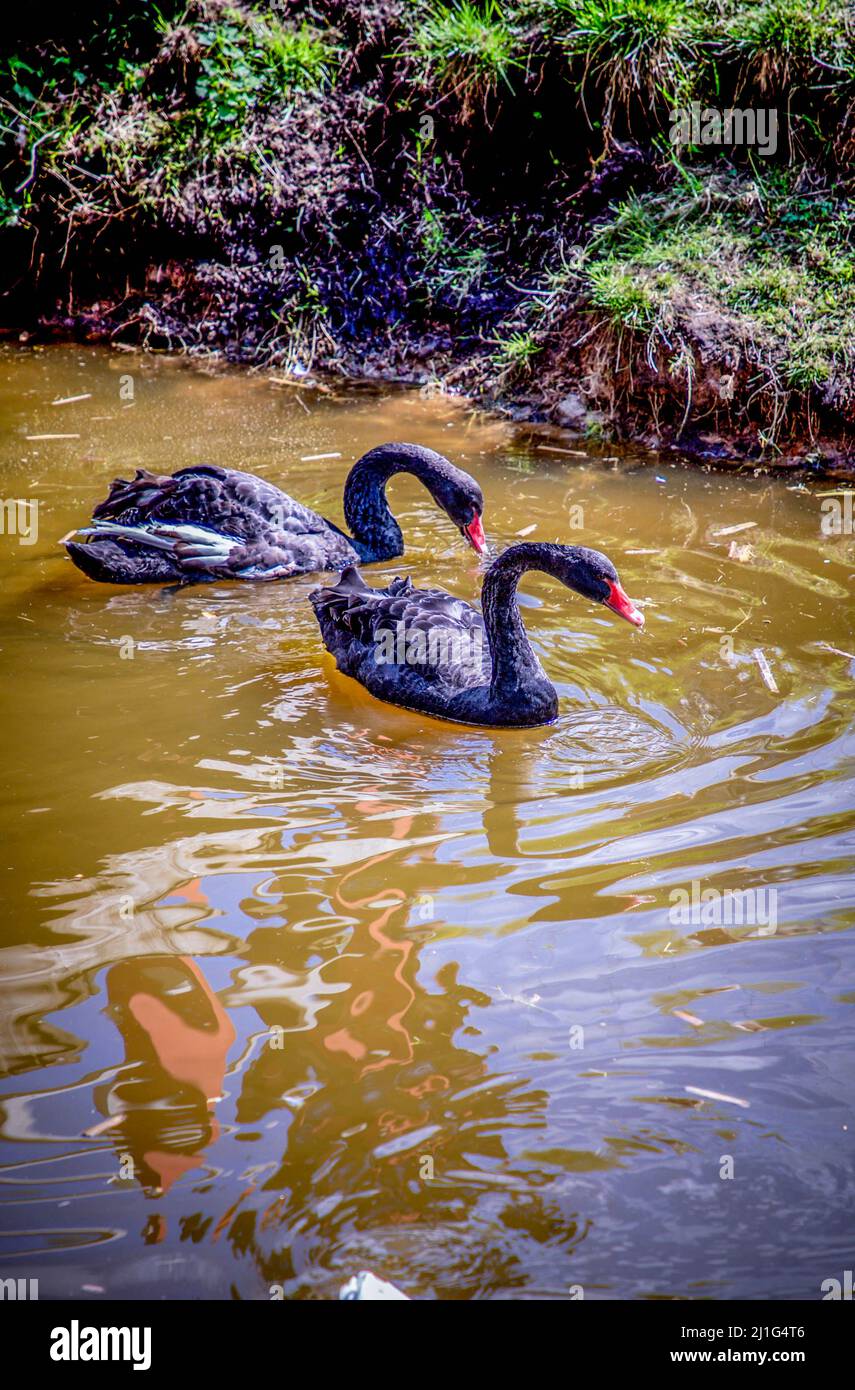 Due cigni neri galleggiano lungo il fiume in una giornata estiva Foto Stock