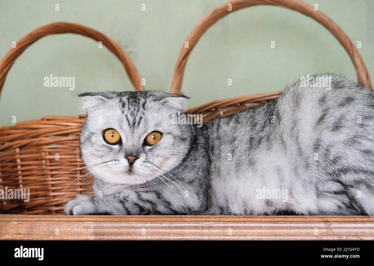 il gatto si trova sull'armadio e lei appende una zampa. Foto Stock