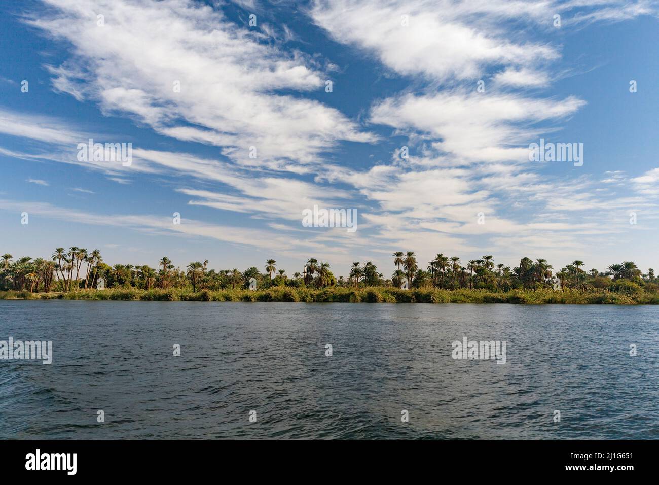 Palme lungo le rive del Nilo Foto Stock