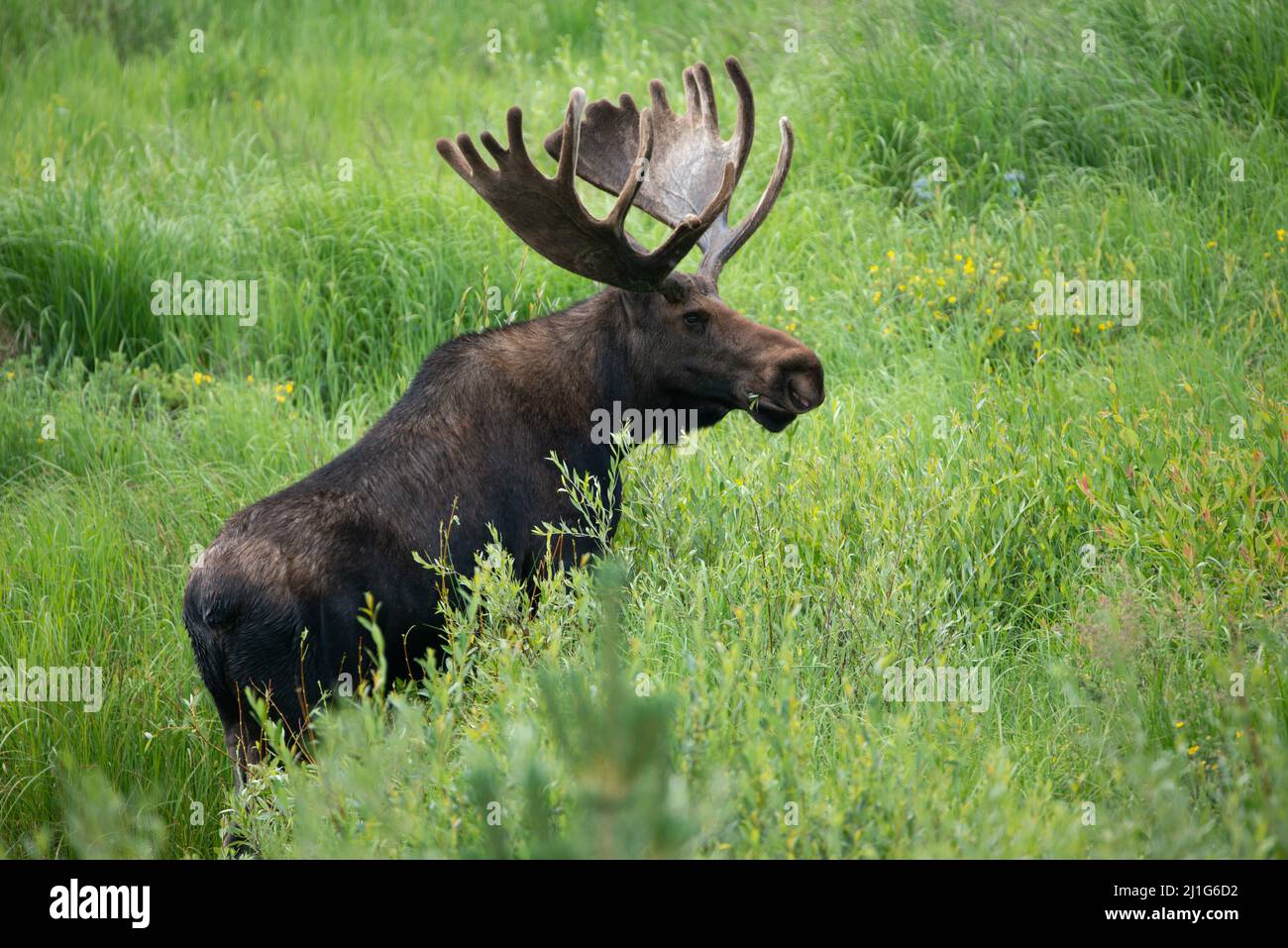 Enorme alce di toro con grandi corna che camminano attraverso il prato verde nelle Montagne Rocciose del Colorado, Stati Uniti Foto Stock