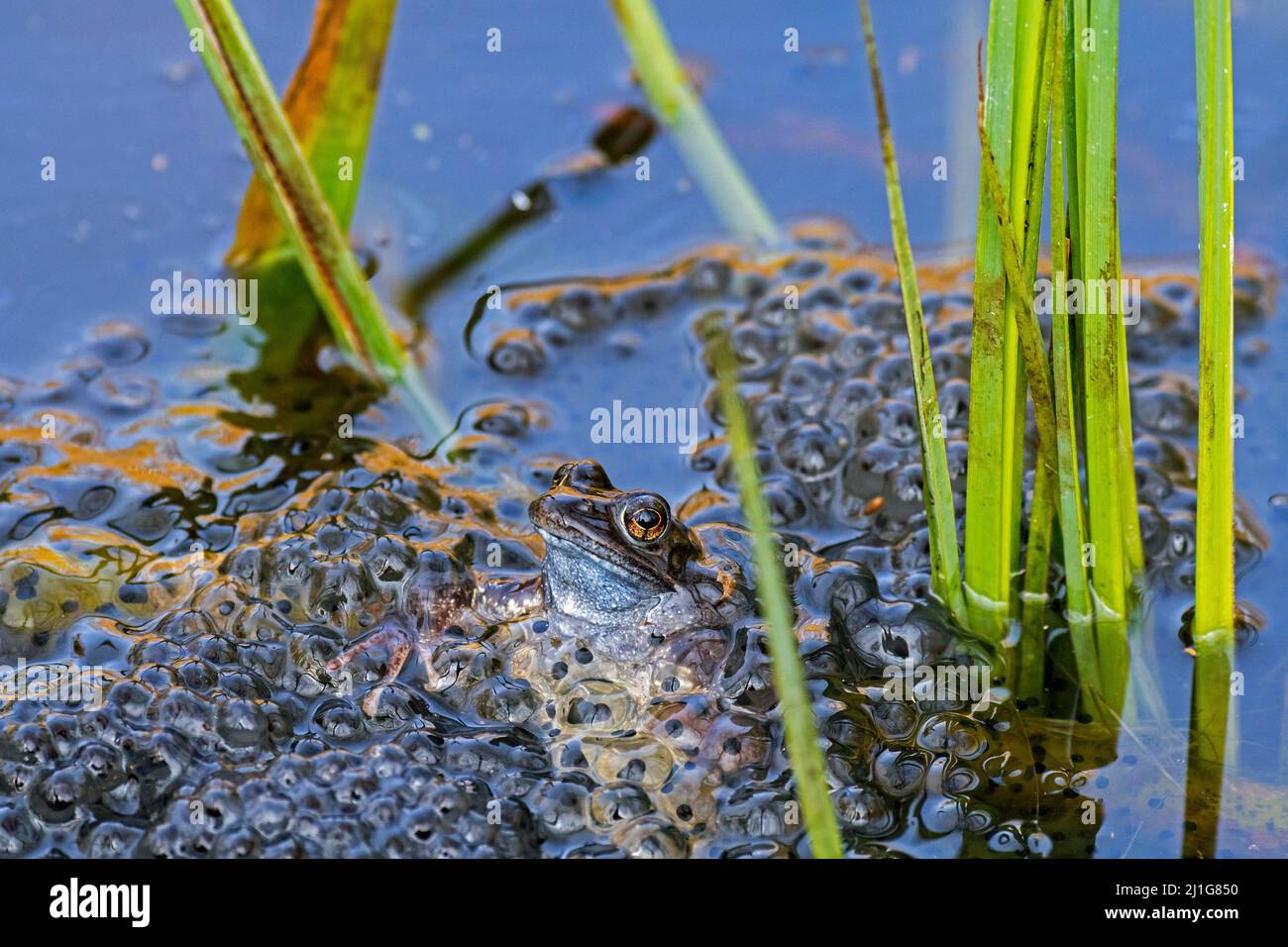Rana comune europea / rana marrone / rana erba (Rana temporaria) galleggiante tra frogspawn in stagno durante la stagione di riproduzione in primavera Foto Stock