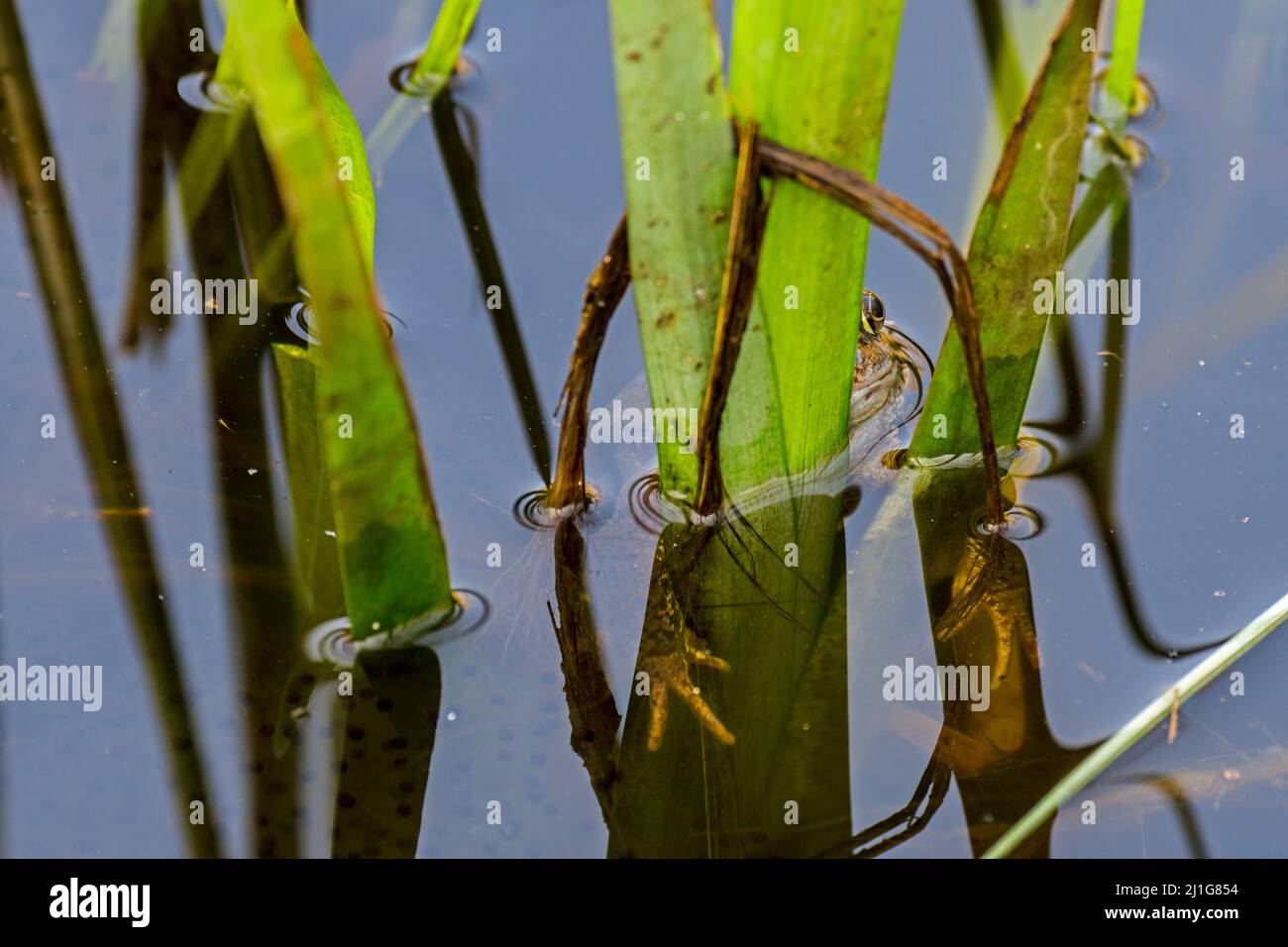 Rana comune europea / rana bruna (Rana temporaria) che si nasconde dietro la pianta acquatica in stagno durante la stagione di allevamento in primavera Foto Stock