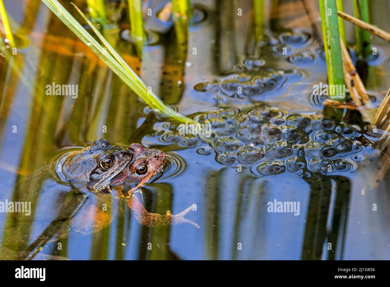 Rana comune europea / rana bruna (Rana temporaria) maschio e femmina in amplesso galleggiante tra frogspawn in stagno durante la stagione di riproduzione in primavera Foto Stock
