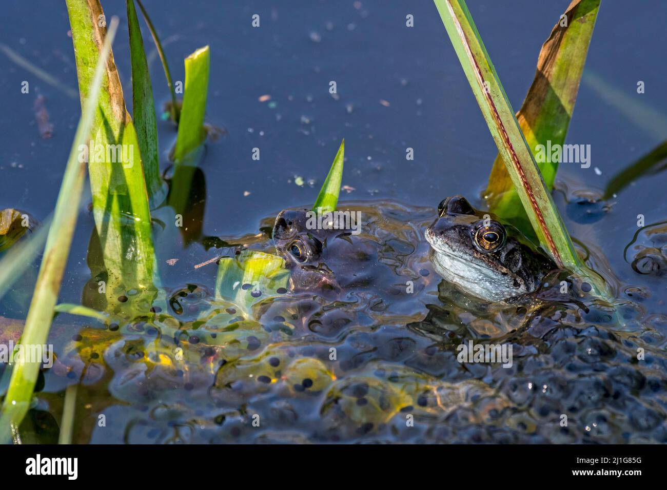Rana comune europea / rana marrone / rane erba (Rana temporaria) coppia galleggiante tra frogspawn in stagno durante la stagione di allevamento in primavera Foto Stock