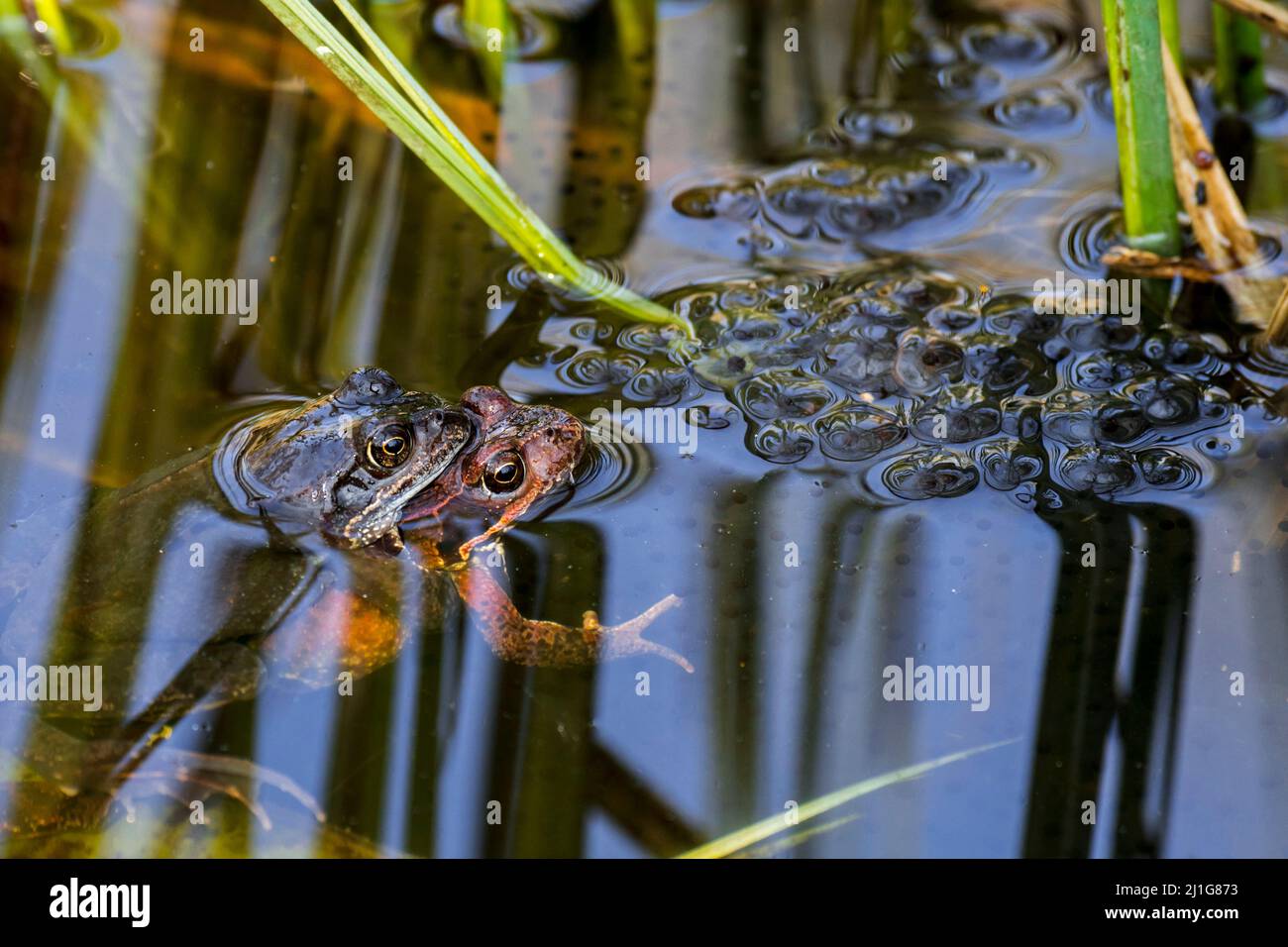 Rana comune europea / rana bruna (Rana temporaria) maschio e femmina in amplesso galleggiante tra frogspawn in stagno durante la stagione di riproduzione in primavera Foto Stock