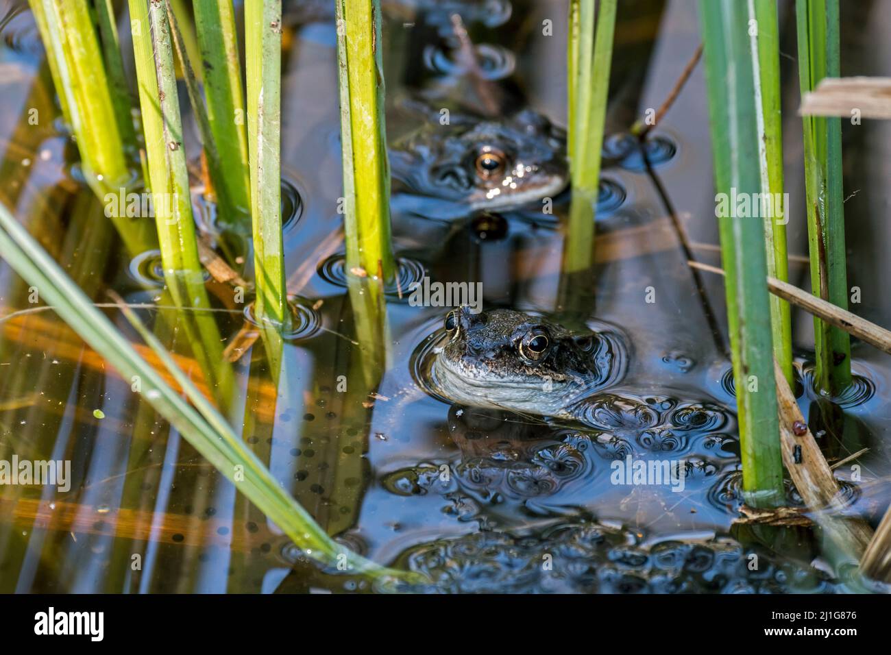 Rane comuni europee / rane brune / rane erba (Rana temporaria) galleggianti tra frogspawn in stagno durante la stagione di riproduzione in primavera Foto Stock