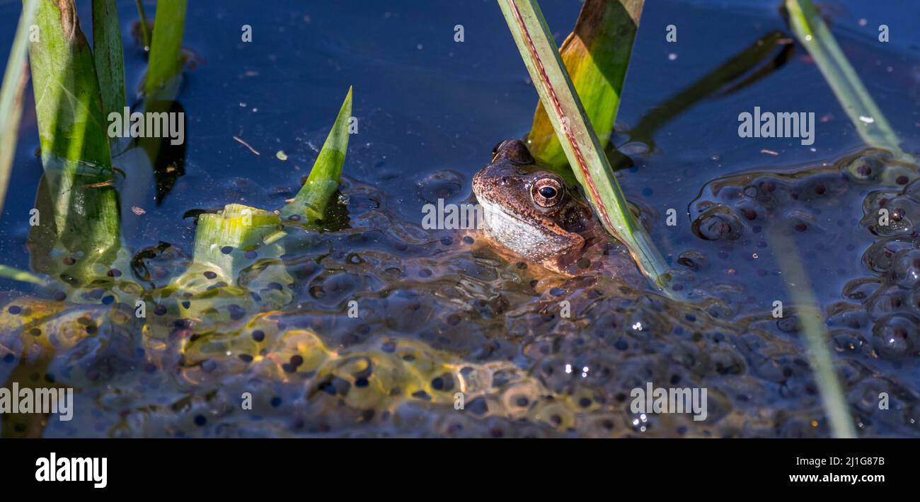 Rana comune europea / rana marrone / rana erba (Rana temporaria) galleggiante tra frogspawn in stagno durante la stagione di riproduzione in primavera Foto Stock
