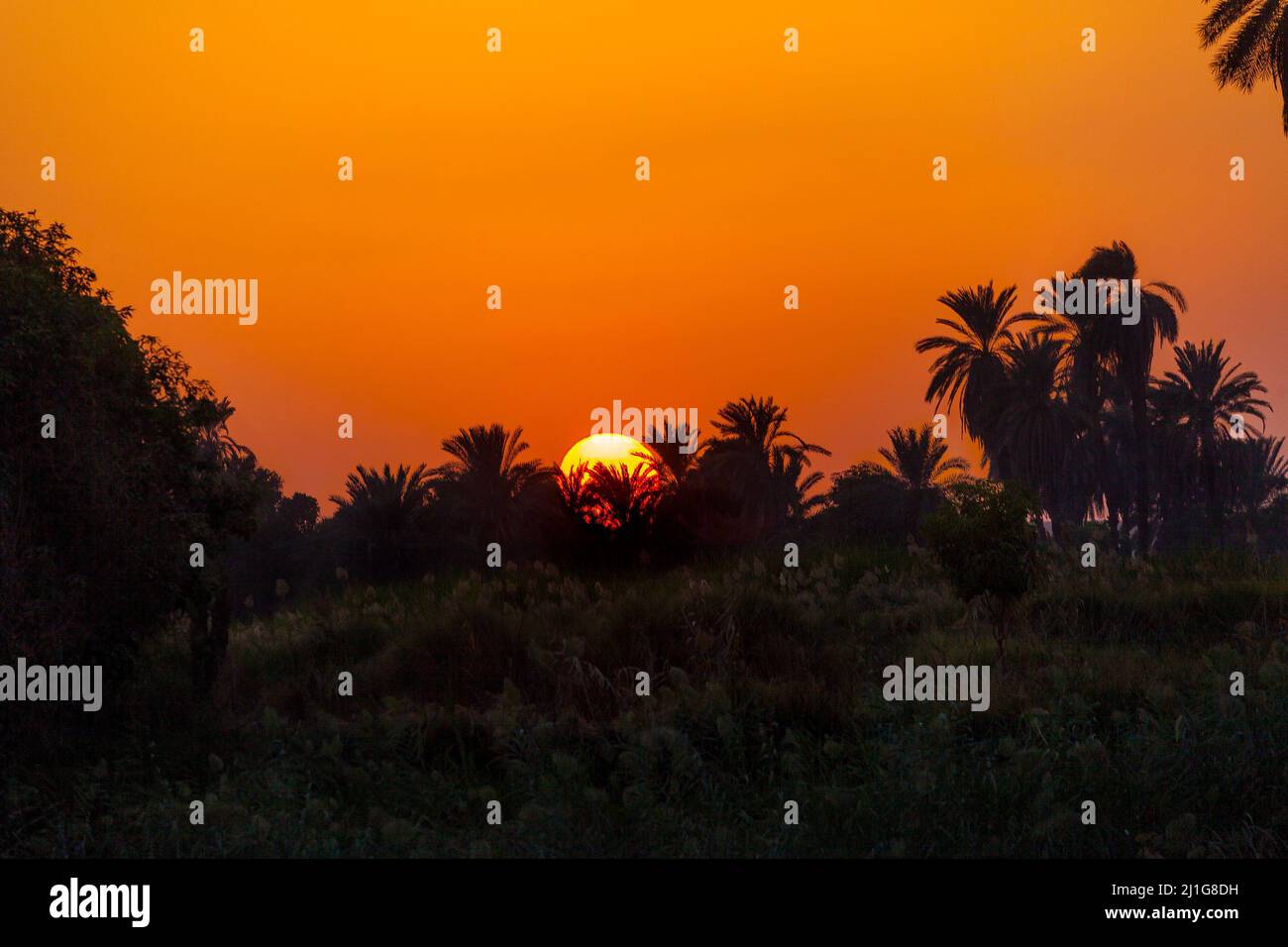 Tramonto dietro le palme sul Nilo Foto Stock