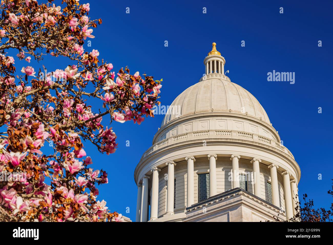 Vista soleggiata dell'edificio del Campidoglio con magnolia in Arkansas Foto Stock