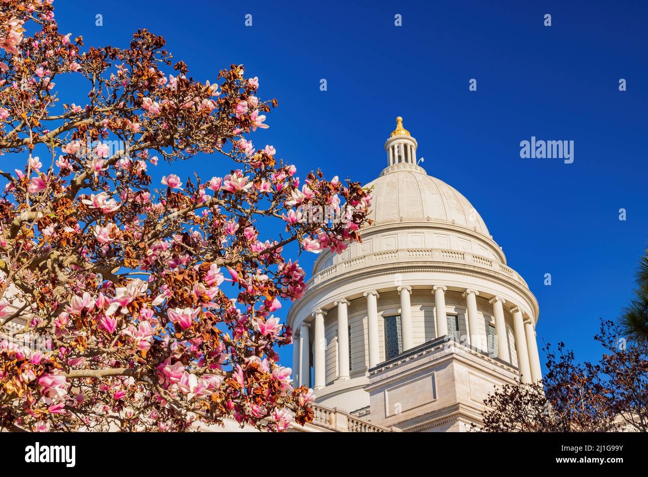 Vista soleggiata dell'edificio del Campidoglio con magnolia in Arkansas Foto Stock