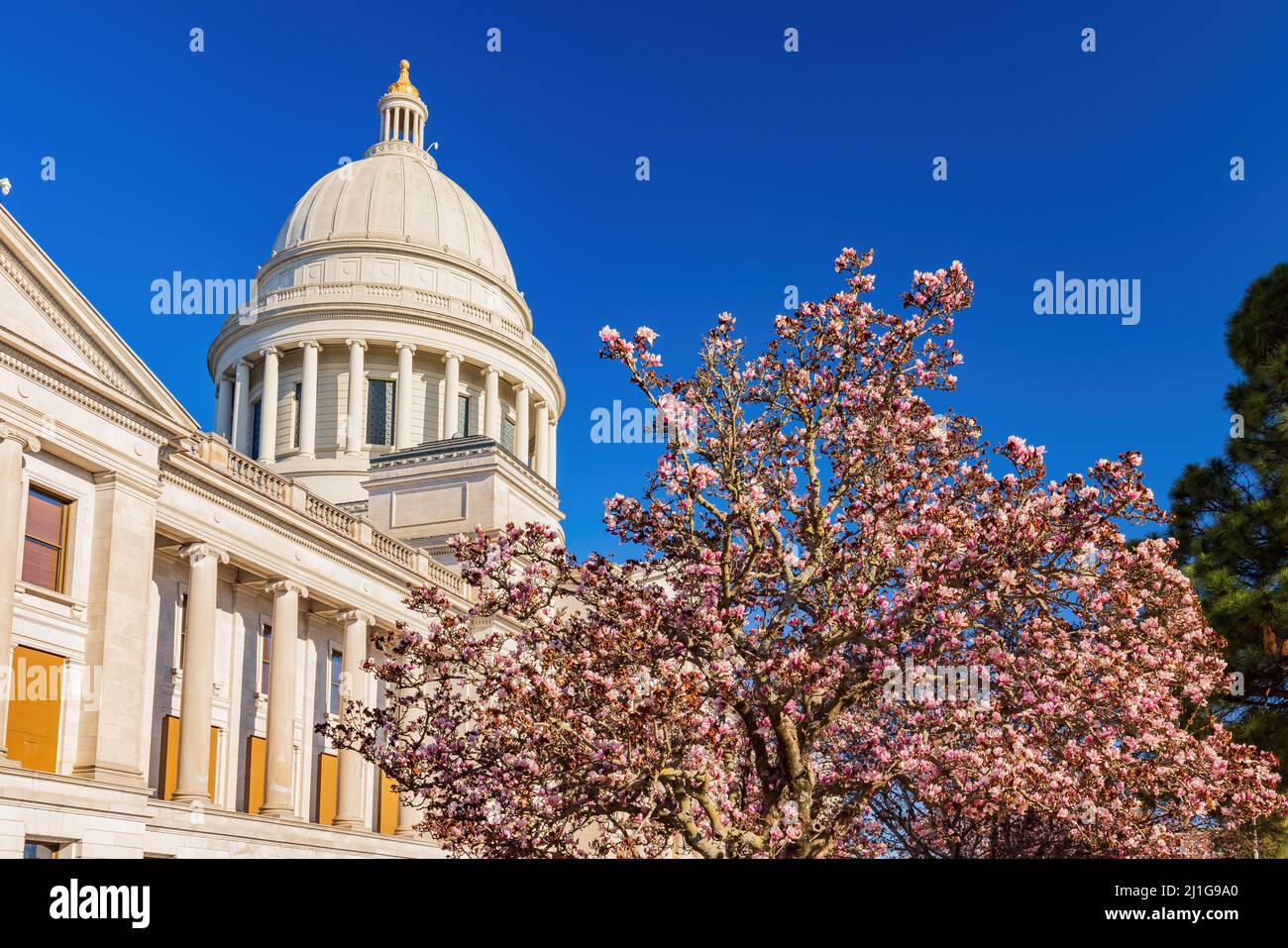 Vista soleggiata dell'edificio del Campidoglio con magnolia in Arkansas Foto Stock