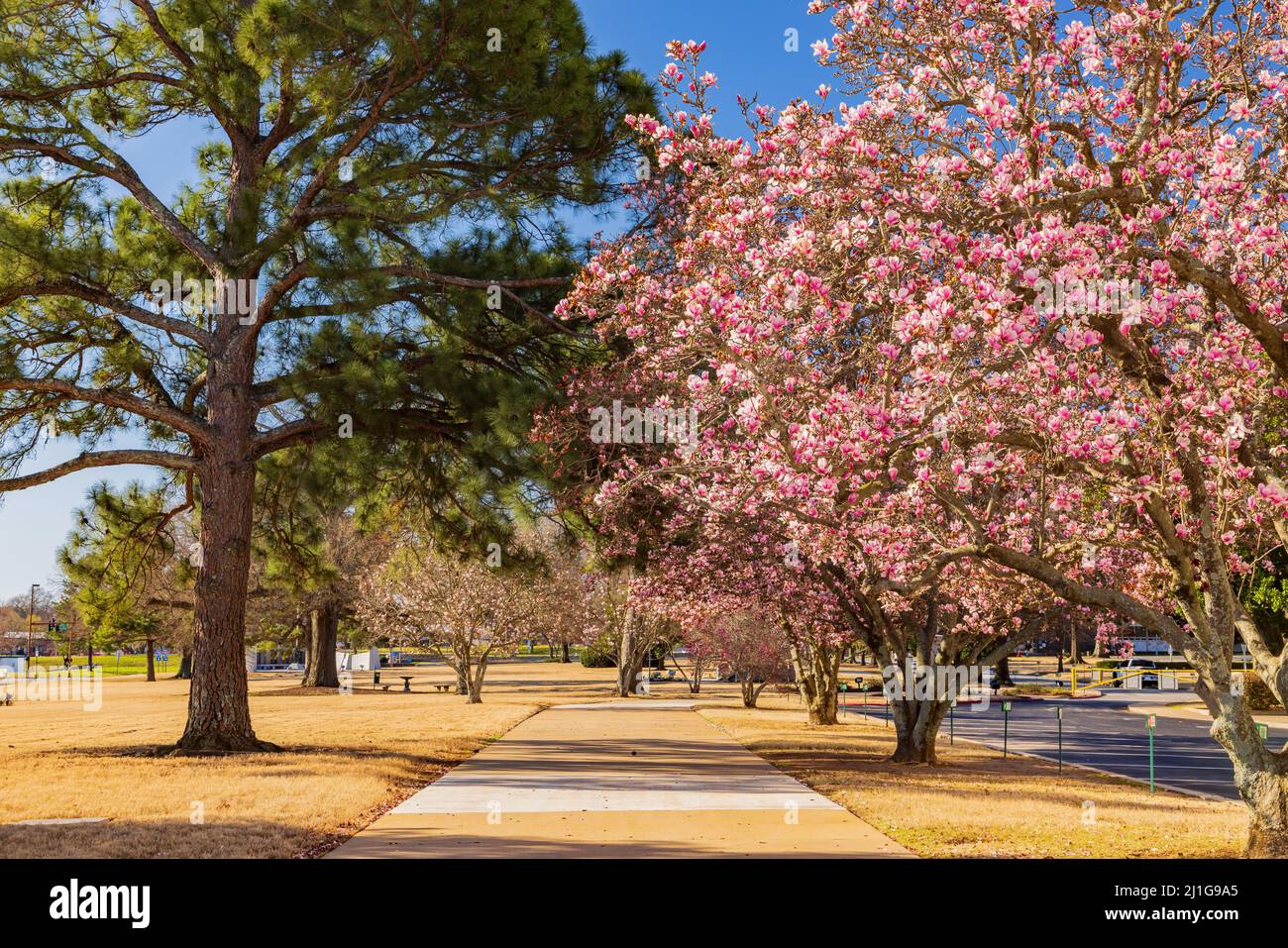 Vista soleggiata della fioritura della Magnolia nel giardino dell'edificio del Campidoglio dell'Arkansas Foto Stock