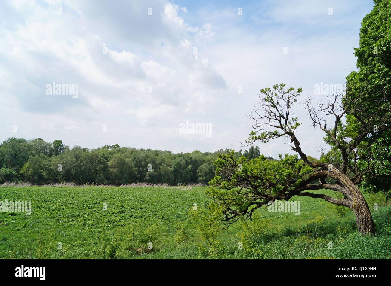 Parco a Uzhgorod con bei sentieri di alberi verdi e erba in una giornata di primavera Foto Stock
