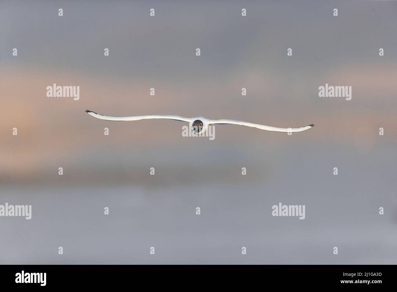 Gull testa nera (Larus ridibundus) piumaggio estivo adulto volo testa su, Suffolk, Inghilterra, marzo Foto Stock