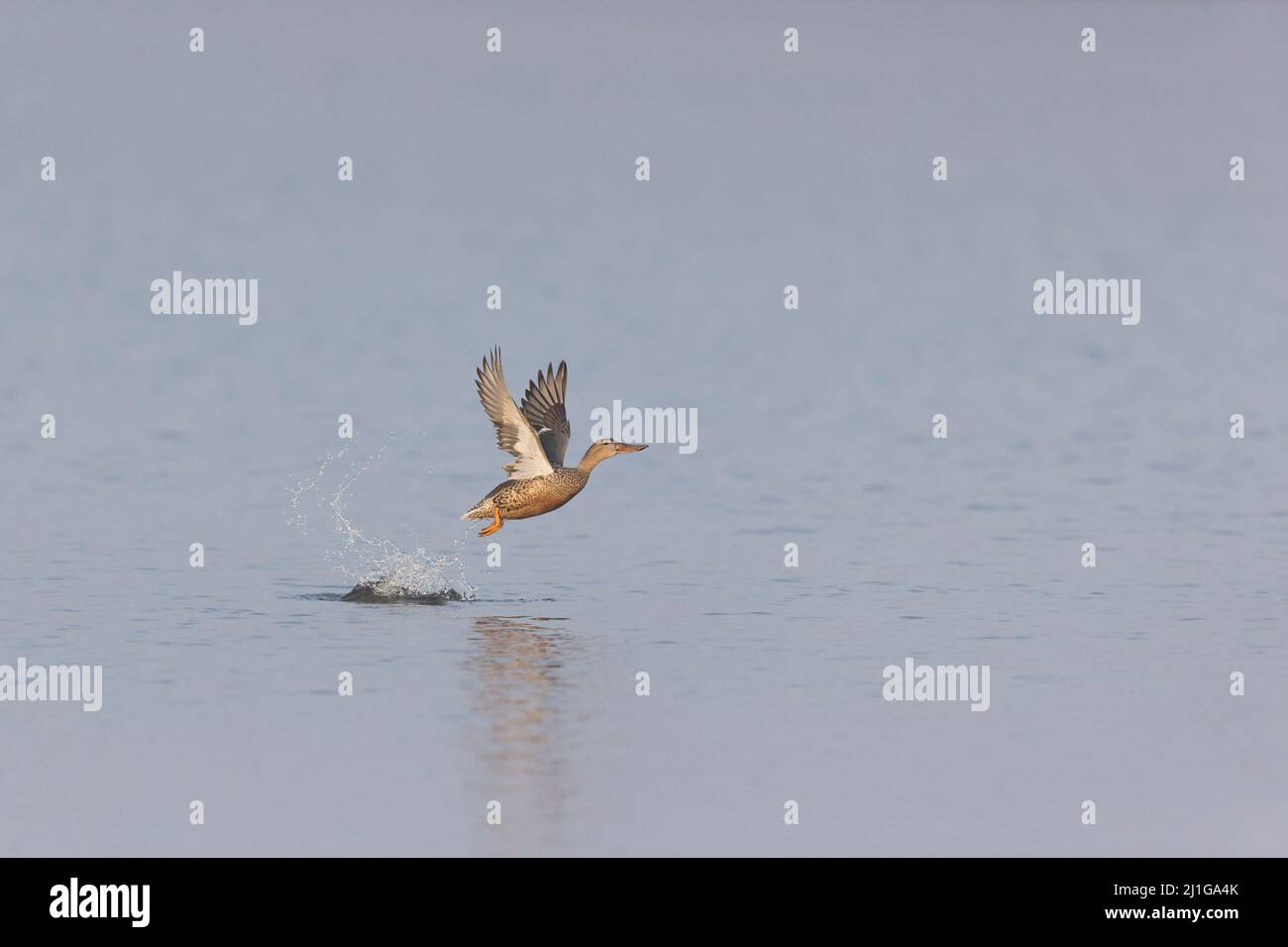 Northern Shoveler (Anas clypeata) femmina adulta in volo, decollo dall'acqua, Suffolk, Inghilterra, marzo Foto Stock