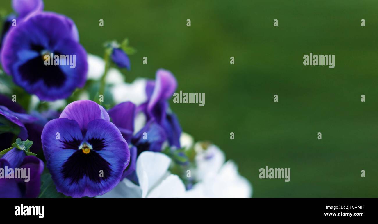 Geranio odorata multicolore viola e bianco campo di fiori estivi fioriti su sfondo verde Foto Stock