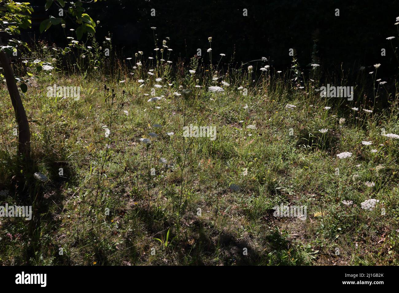 MeadowSweet coltivando in Wild Meadow Garden Surrey Inghilterra Foto Stock