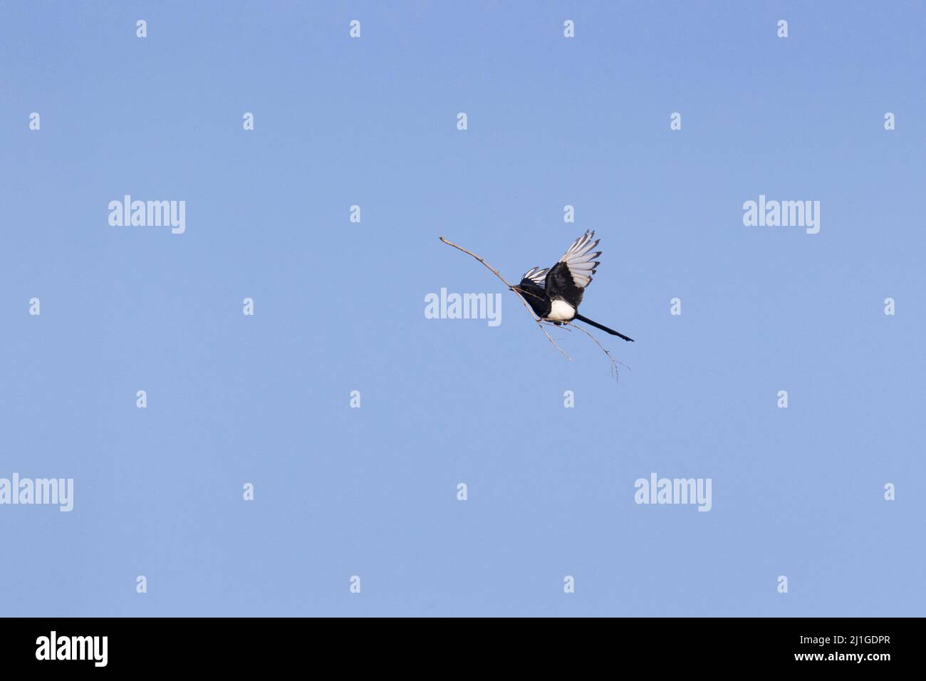Comune Magpie (Pica pica) adulto che vola con materiale nido in becco, Suffolk, Inghilterra, aprile Foto Stock