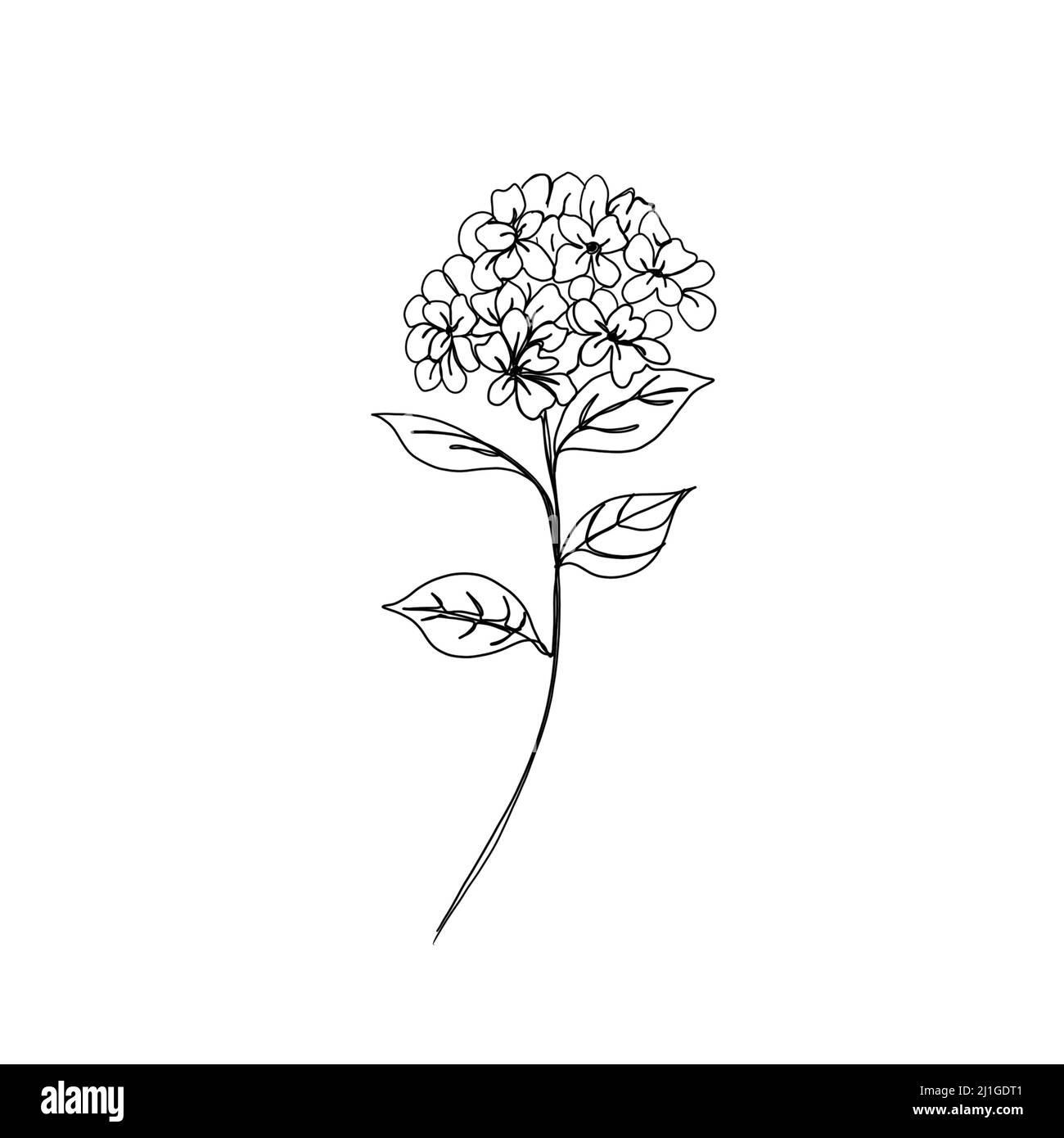 Disegno dettagliato di un fiore di hydrangea, idea per un tatuaggio di fiore. Pianta di hydrangea schizzo a mano libera l Foto Stock