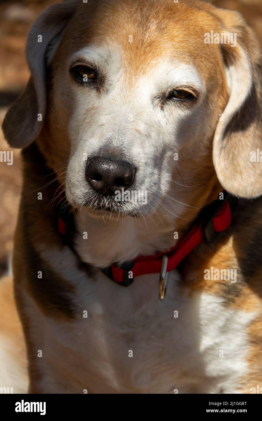 Stanco e annoiato vecchio cane beagle seduto in attesa Foto Stock