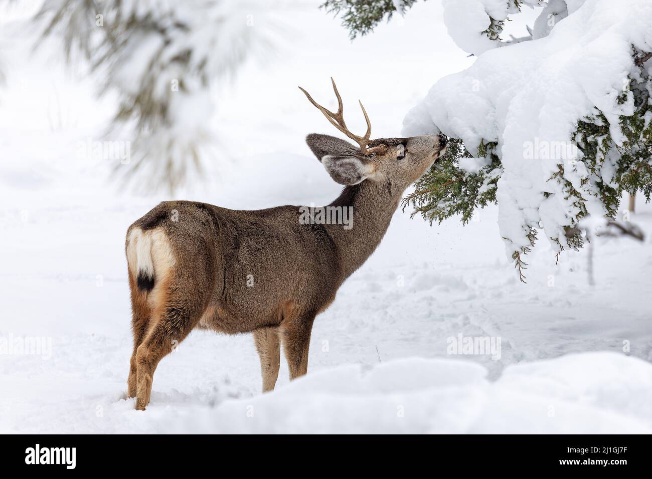 Un Mule Deer Buck che mangia da un albero in una foresta con neve d'inverno nel Parco Nazionale del Grand Canyon, Arizona Foto Stock