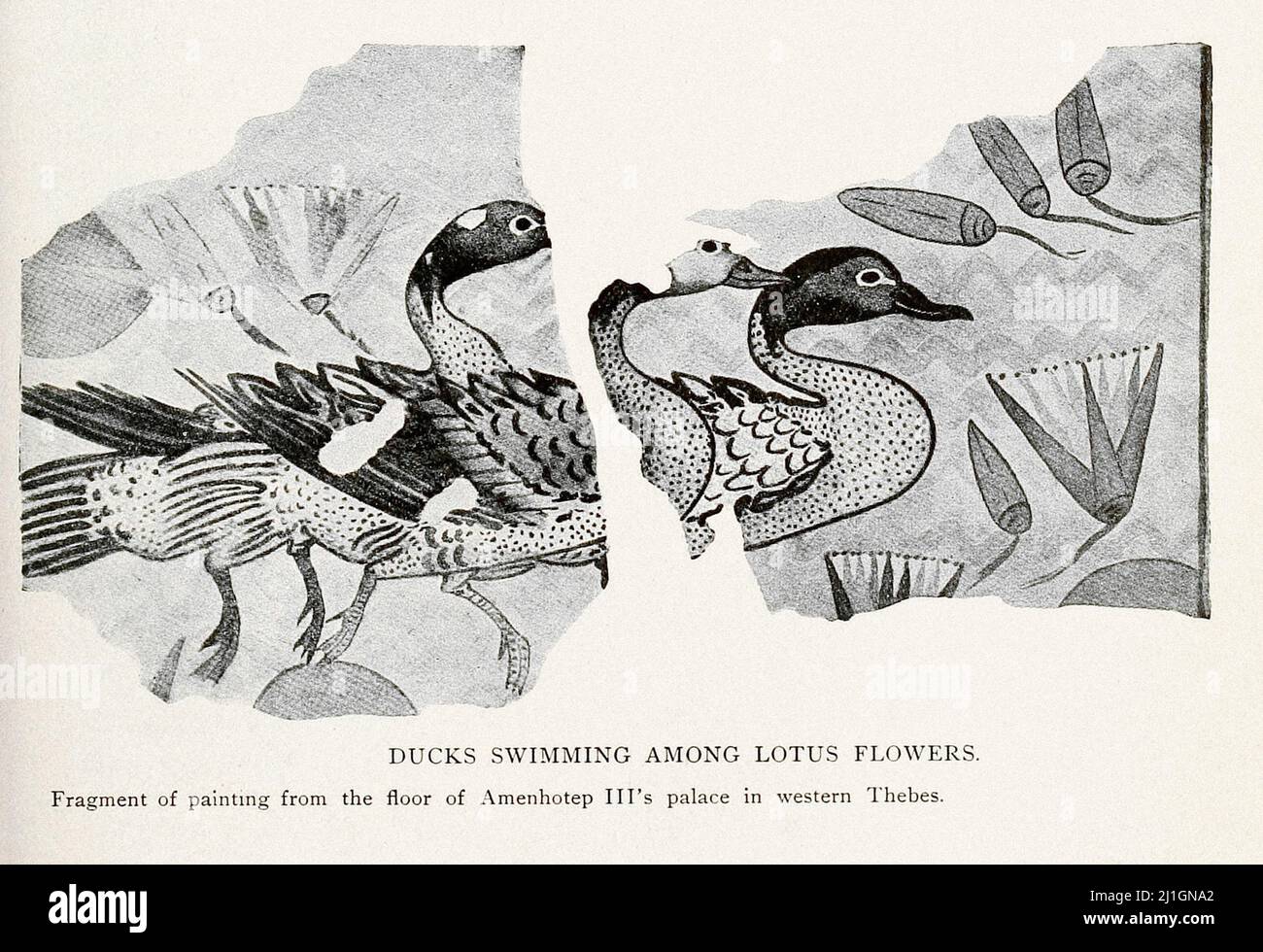Antico Egitto. Il nuovo Regno (1549–1069 a.C.). 1912 anatre che nuotano tra fiori di loto. Foto Stock