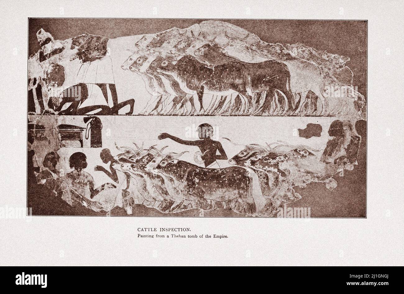 Antico Egitto. Il nuovo Regno (1549–1069 a.C.). Illustrazione di 1912 ispezione del bestiame. Dipingere da una tomba tebana dell'Impero (nuovo Regno). Foto Stock