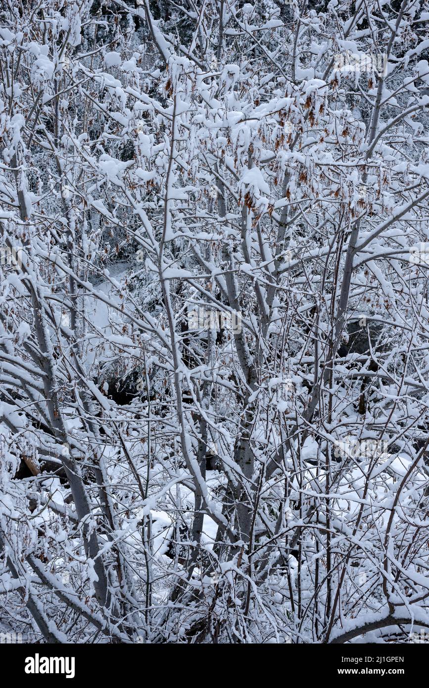 Alberi coperti di neve dopo una tempesta nel Parco Nazionale di Yosemite Foto Stock