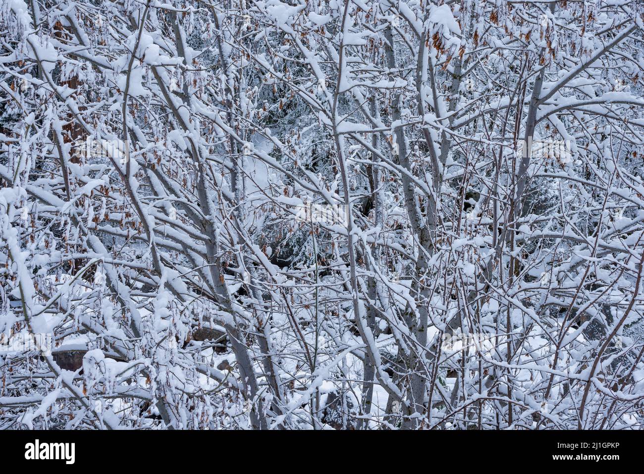 Alberi coperti di neve dopo una tempesta nel Parco Nazionale di Yosemite Foto Stock