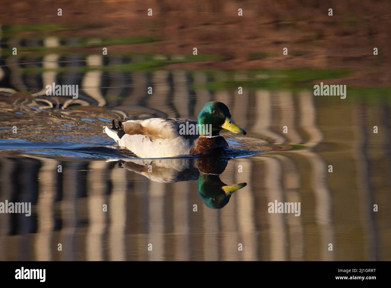 Maschio Mallard anatra (Anas platyrhynchos) nuoto in acqua e si riflette nel primo sole primaverile Foto Stock