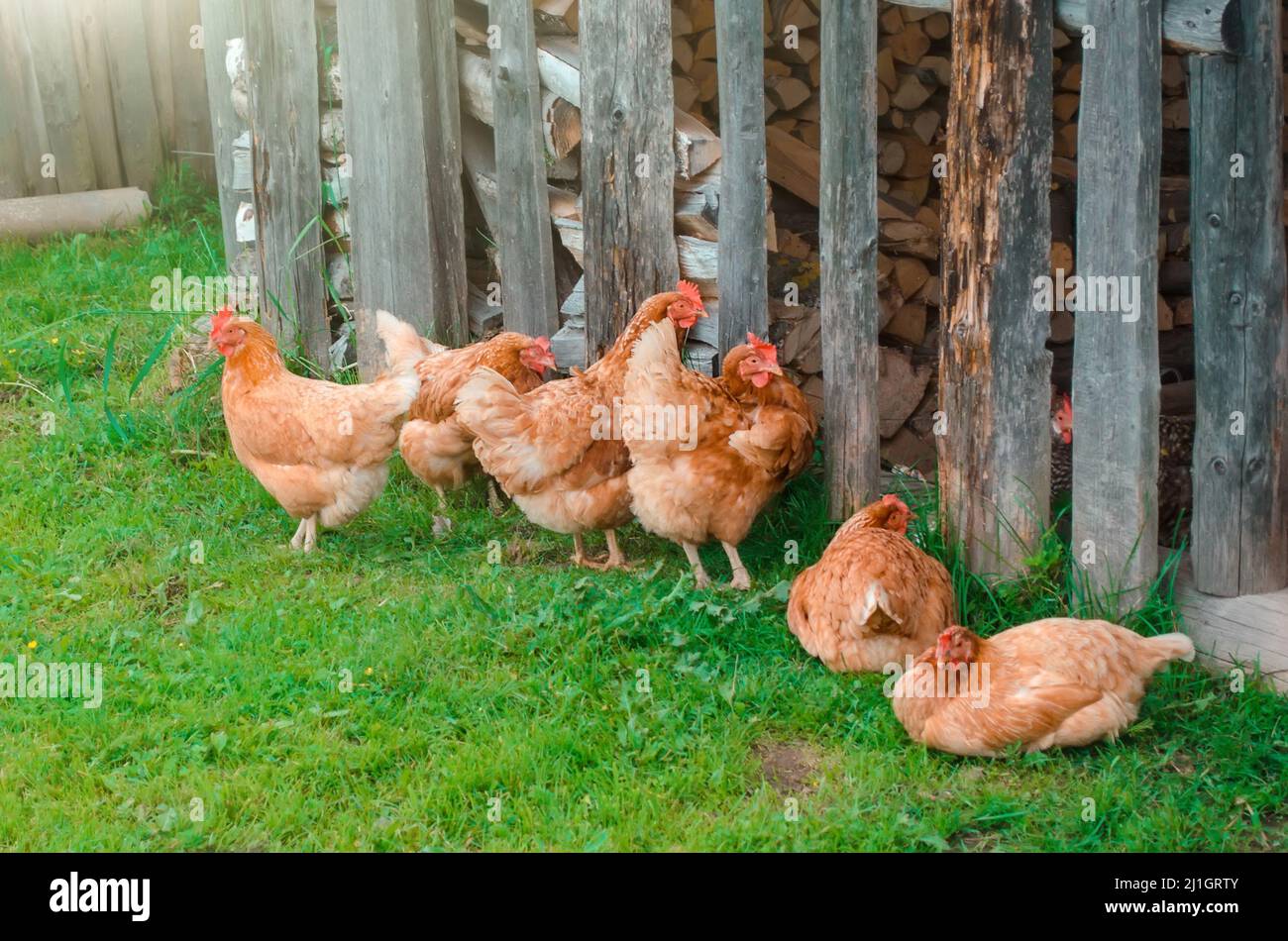 Pollo rossastro e chiazzato su erba prato nel villaggio Foto Stock