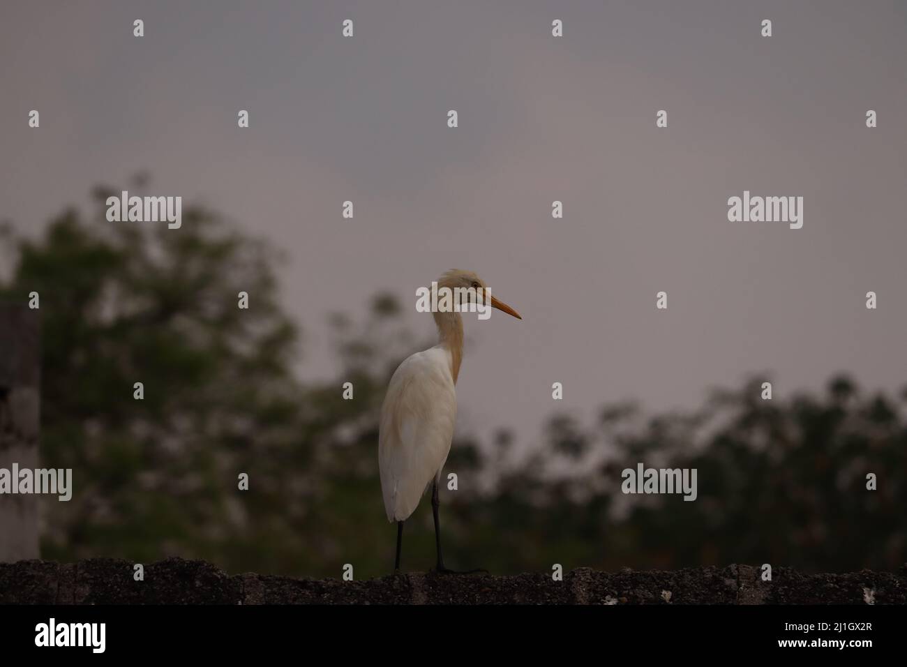 Una Crane bianca in piedi sul muro nel buio dopo il tramonto Foto Stock